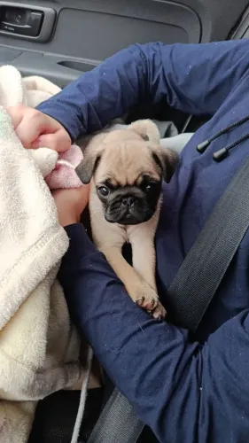 Lindas filhotes de Pug Mini