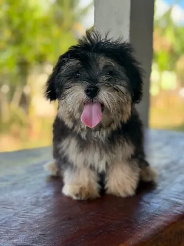 Filhotes de lhasa Apso lindos 