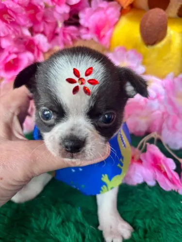 Chihuahua Macho
