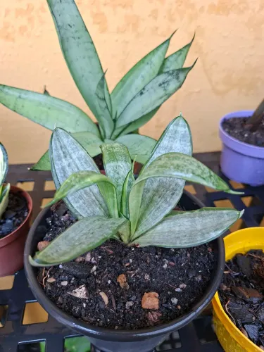 Planta espada