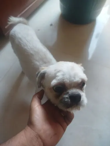 Shitzu 