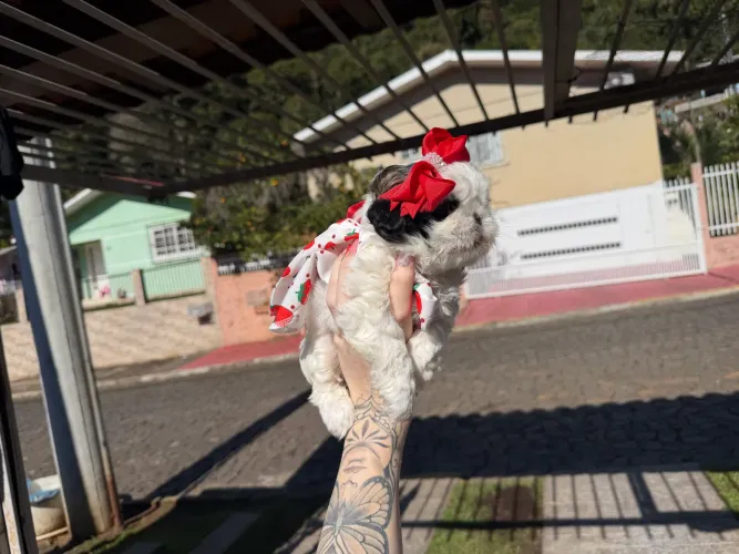 Shih tzu mini fêmea 
