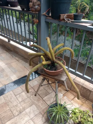Rabo de macaco