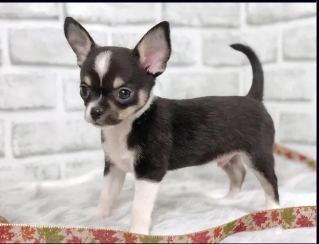 Chihuahua: Filhotes cheios de energia e prontos para ir
