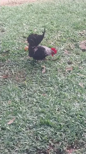 Vende-se galo garnizé Nagasaki 