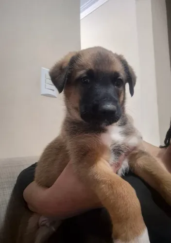 Filhote Pastor Malinois (Macho)