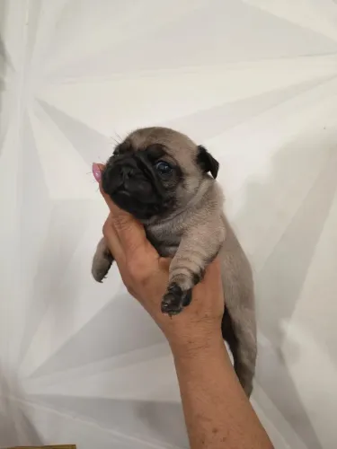 Pug fêmea