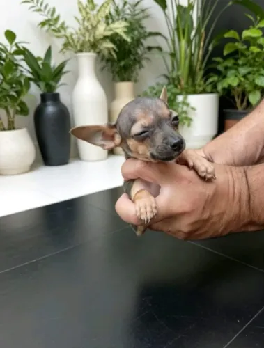 Pinscher filhote bem cuidado