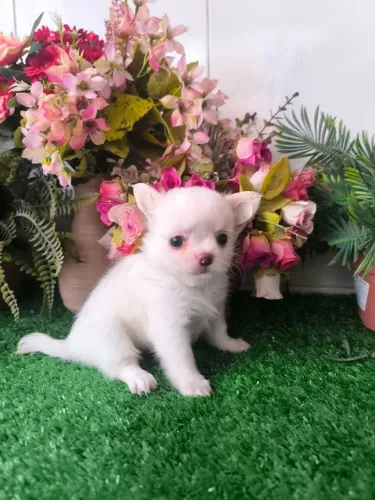 Chihuahua fêmea branca 