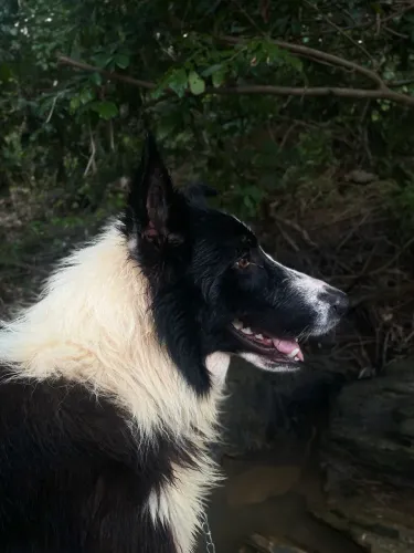 Border collie a procura de uma namorada