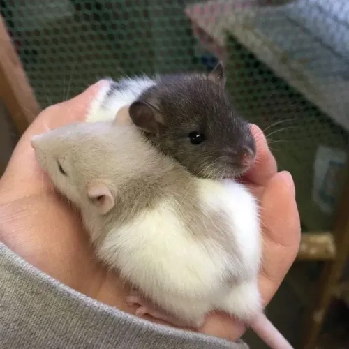 Ratos fêmea e macho filhotes