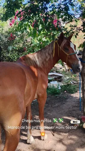 Vendo Cavalo de campo e baixero