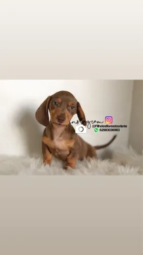 Dachshund machos