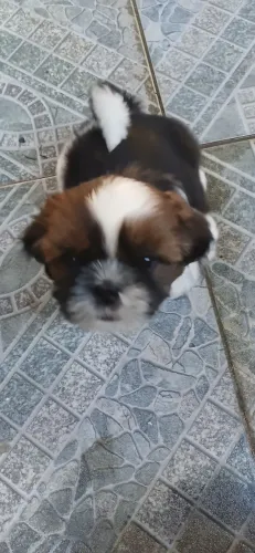 Shitzu