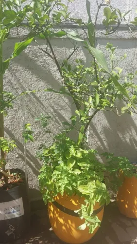 Pé de Laranja