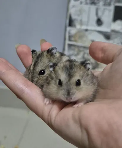 Hamster anão russo