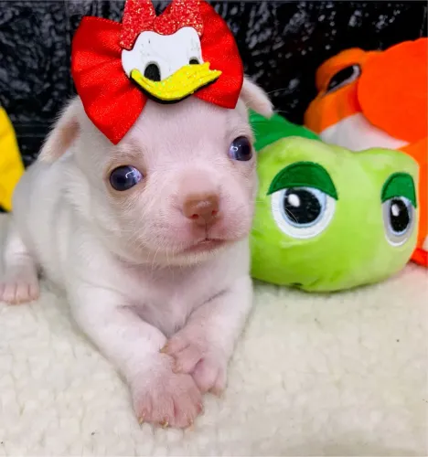 Chihuahua