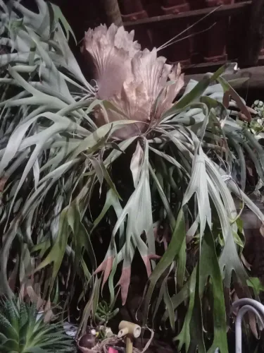 Mudas de plantas em geral