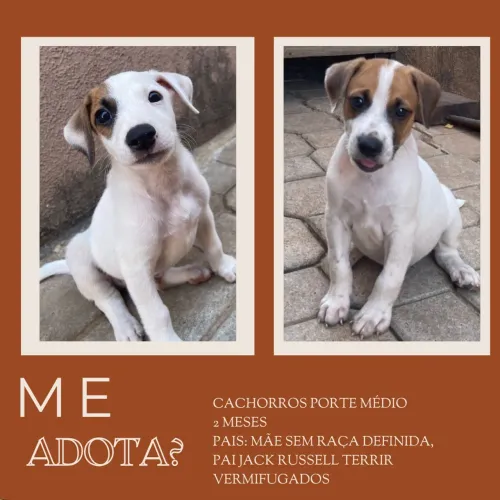 DOAÇÃO DE CACHORROS 