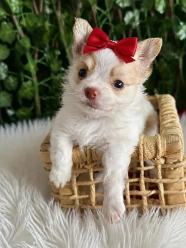 Chihuahua cremezinha pelo longo uma princesa