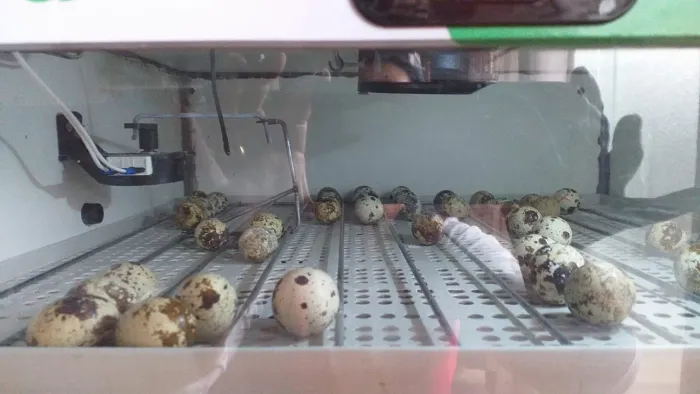 Ovos de codorna gigante e japônica galados FERTEIS