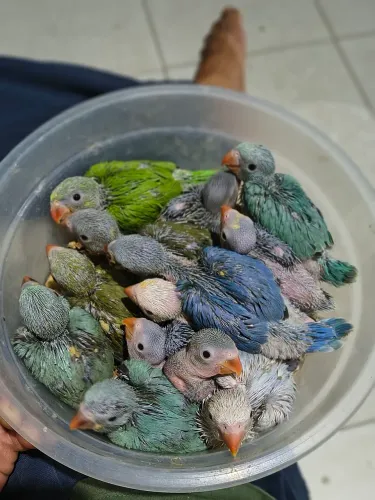 PET Ring