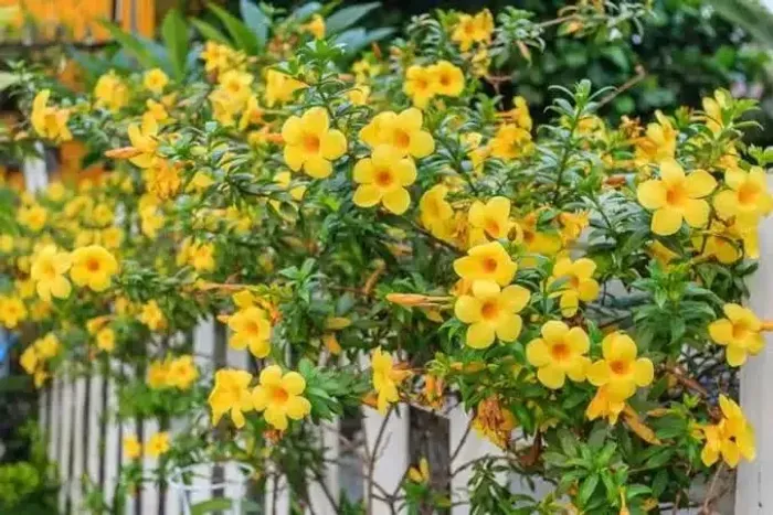 Alamanda Amarela