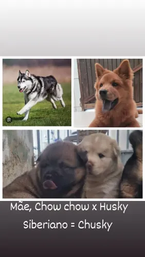 Cachorro Chow chow 