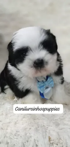 lhasa apso seu bebe esta aqui entrega já