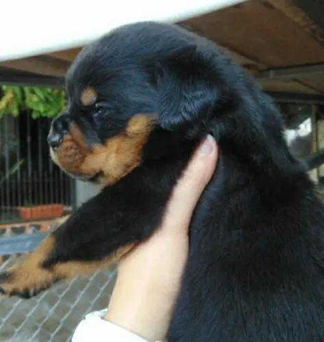 Rottweiler lindos filhotes
