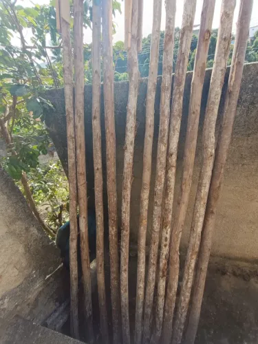 Escoras de eucalipto 