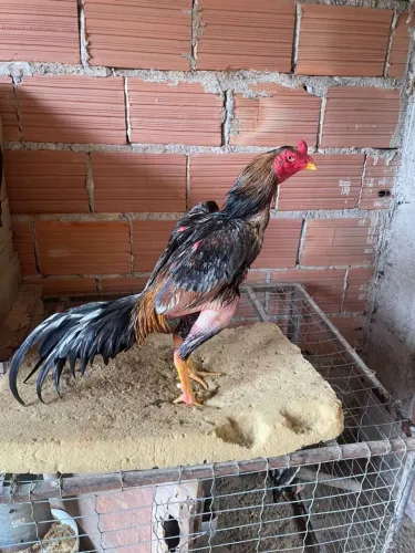 Vendo galo indio