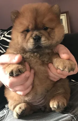 Chow chow alegre