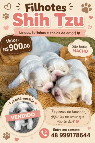 Filhote Shih Tzu à Venda ? Muito Amor em Forma de Pelos! ?