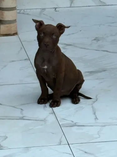 FILHOTE PITBULL TERRIE FEMEA