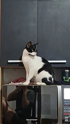 Doando gatos