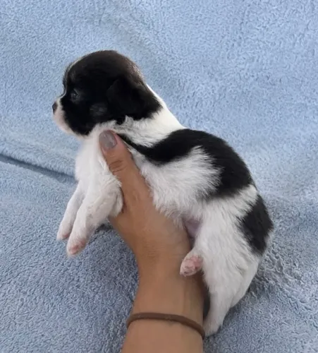 Chihuahua macho pêlo longo - pedigree CBKC