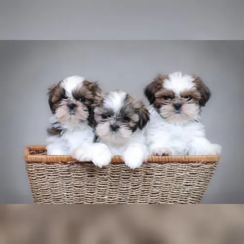 Shih Tzu os mais lindos filhotes a pronta entrega