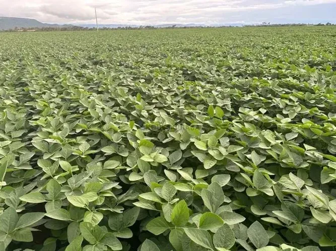 Fazenda 2.600 hect em Rosário do oeste MT. Argila 30% a 40% R$: 65 milhões.