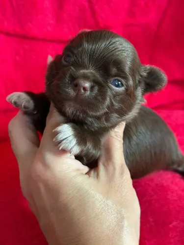 Chihuahua menino chocolate com patinhas branca disponível para reserva 