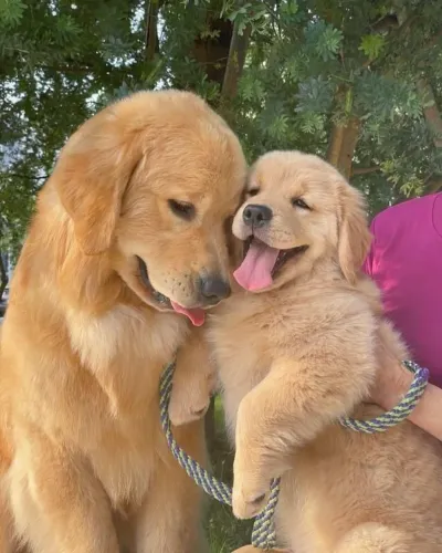 Filhote de Golden Retriever cheios de energias