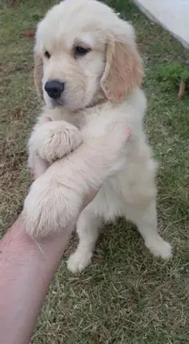 Golden Retriever- Macho dourado e bem peludinho com 55 dias de vida-Dani