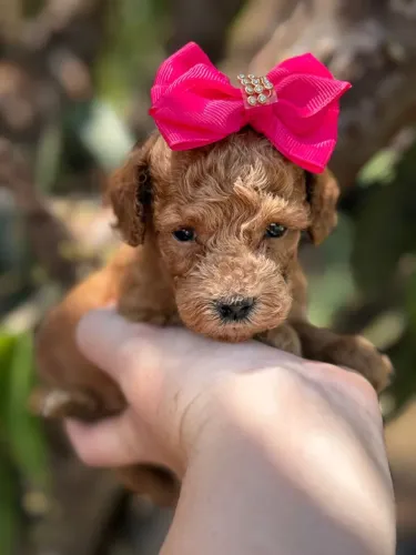 Poodle Toy Red Lindos filhotes Vacinado 