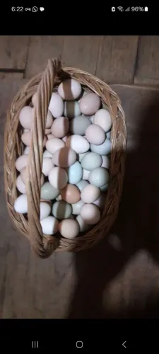 Ovos caipiras galados 