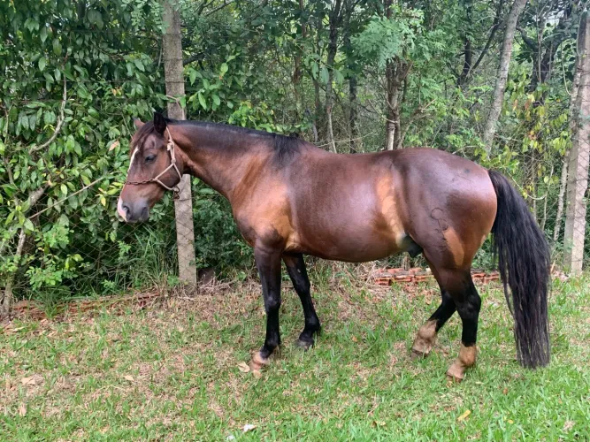 Vende-se cavalo zaino