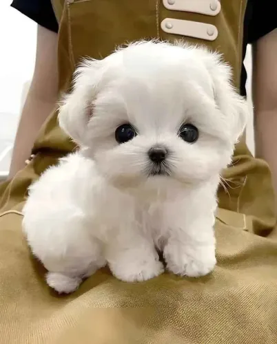 Filhote Maltês, Amor Incondicional e Companhia Perfeita!