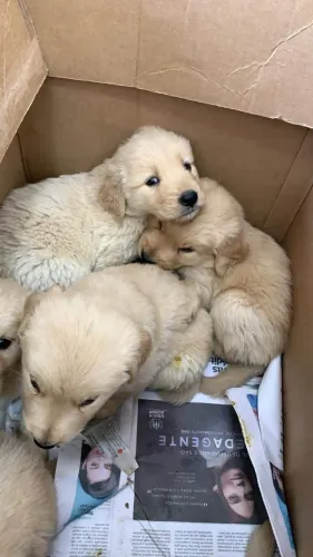 Golden retriever três machinhos disponíveis com 55 dias vacinados e com pedigree