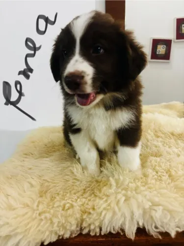Border Collie Filhotes com pedigree