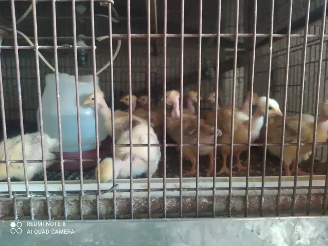 Pintinhos semi caipira 