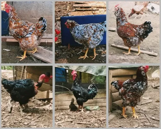 Pintinhos GSB e Pingo de Ouro